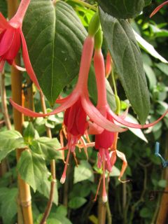 Fuchsienbild Hakim 02